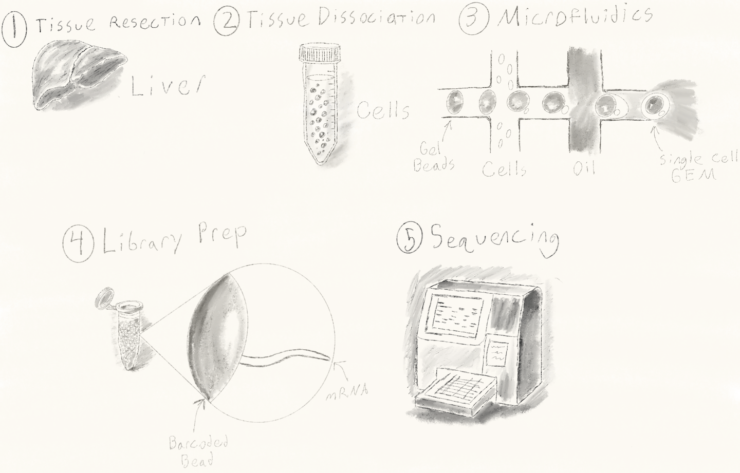 Single Cell Diagram